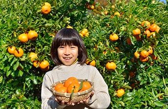 Orange Fields