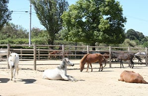 野間馬樂園